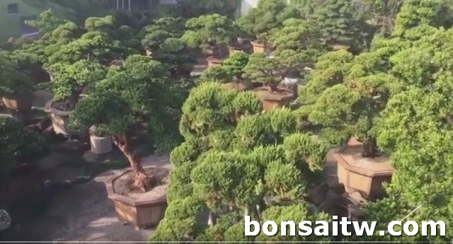 2019 05 04 214208 [羅漢松]換個角度，體驗不同的美 影片(Video)