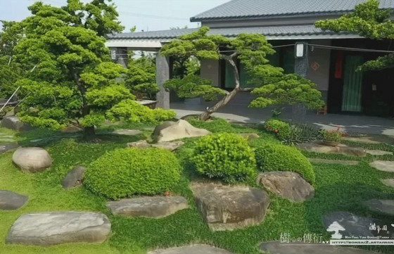 2017 01 16 075920 [羅漢松]View from Sky，創造不同思維(2) 庭園造景