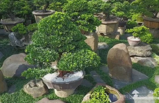 2017 01 16 082039 [羅漢松]View from Sky，創造不同思維(4) 古美樹(Gumeishu)