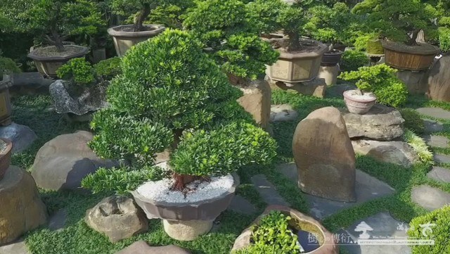 2017 01 16 082039 [羅漢松]View from Sky，創造不同思維(4) 影片(Video)