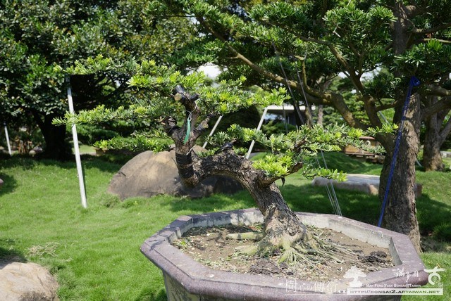 012 [晶鑽羅漢松]等待，是為了下一次的蛻變(10) 蛻變專題(The plan)