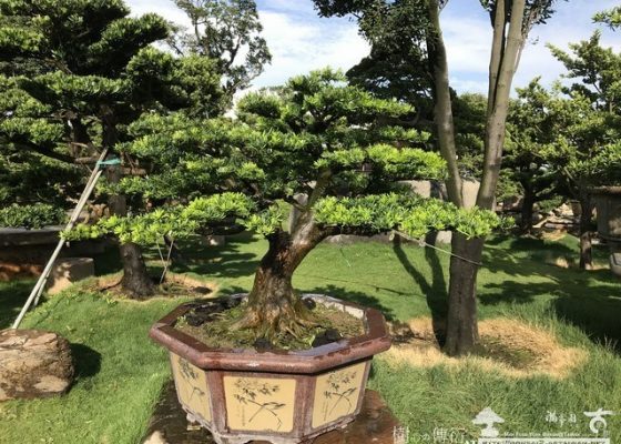 043 [晶鑽羅漢松]大型盆景.整理(1) 蛻變專題(The plan)