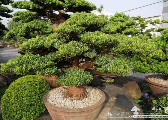 P1220168 [羅漢松]等待，是為了下一次的蛻變(12) 等待，是為了下一次的蛻變