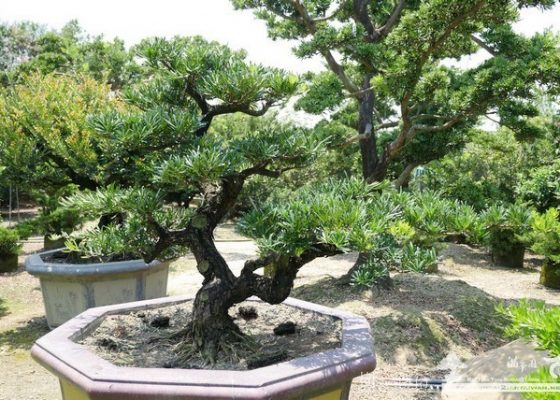 P1260523 [羅漢松]等待，是為了下一次的蛻變(11) 等待，是為了下一次的蛻變