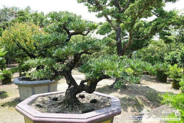 P1260523 [羅漢松]等待，是為了下一次的蛻變(11) 蛻變專題(The plan)