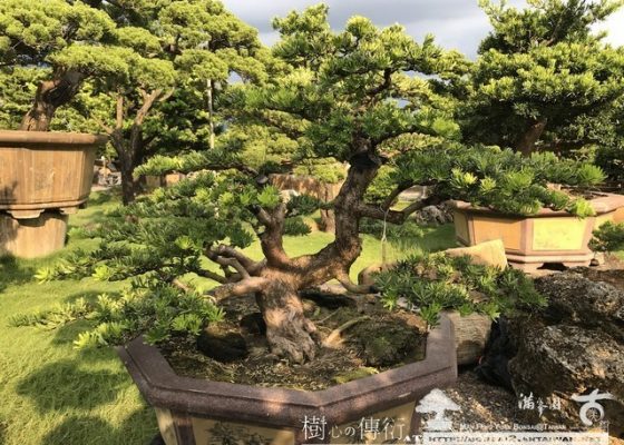 028 [晶鑽羅漢松]等待，是為了下一次的蛻變(13) 等待，是為了下一次的蛻變