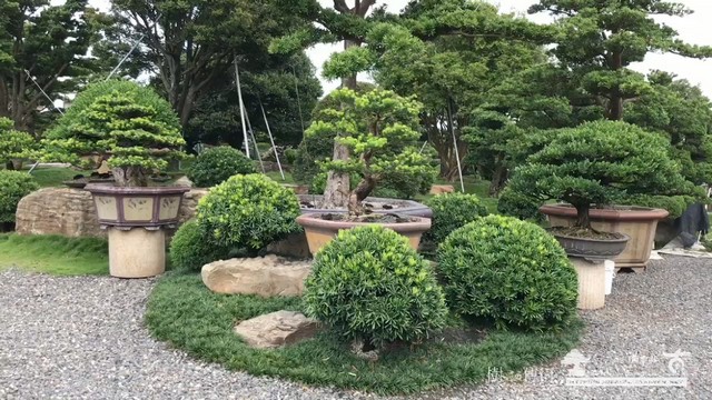 2017 07 16 080121 [羅漢松]園內即景 影片(Video)