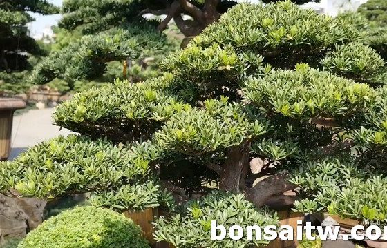 2017 07 16 081745 [羅漢松]靜謐 大型庭園樹專區(Garden Tree)