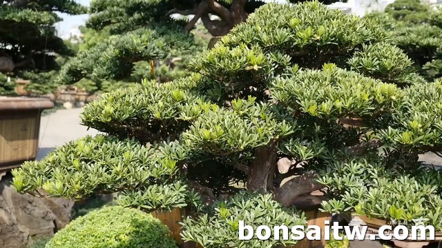 2017 07 16 081745 [羅漢松]靜謐 大型庭園樹專區(Garden Tree)