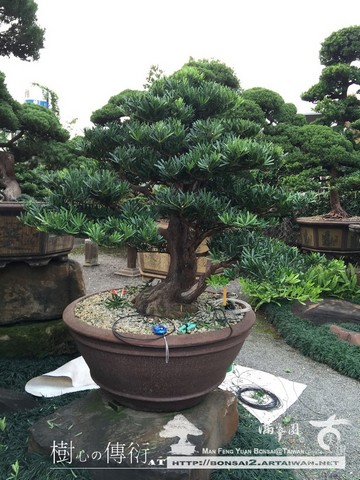 滿峯園古美樹大型盆栽