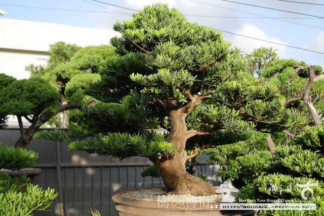 滿峯園古美樹大型盆栽