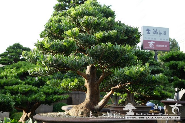 滿峯園古美樹大型盆栽