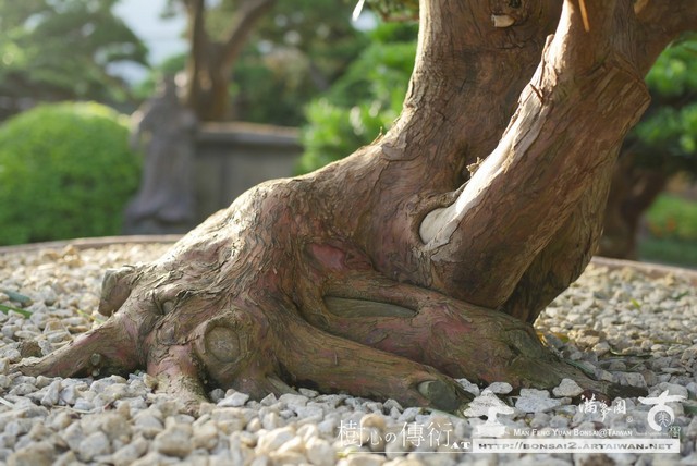 滿峯園古美樹大型盆栽