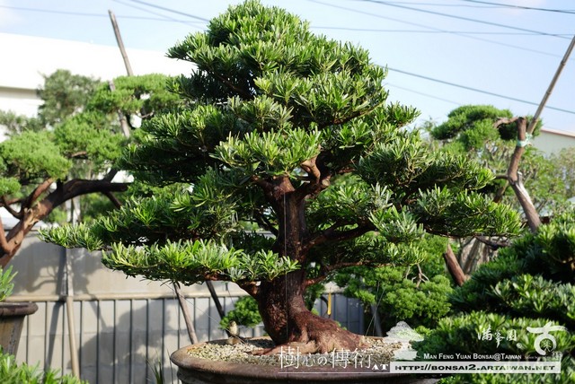 滿峯園古美樹大型盆栽