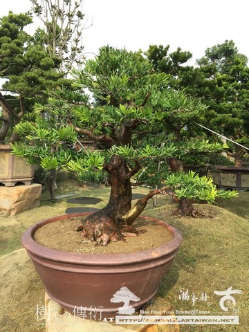 滿峯園古美樹大型盆栽