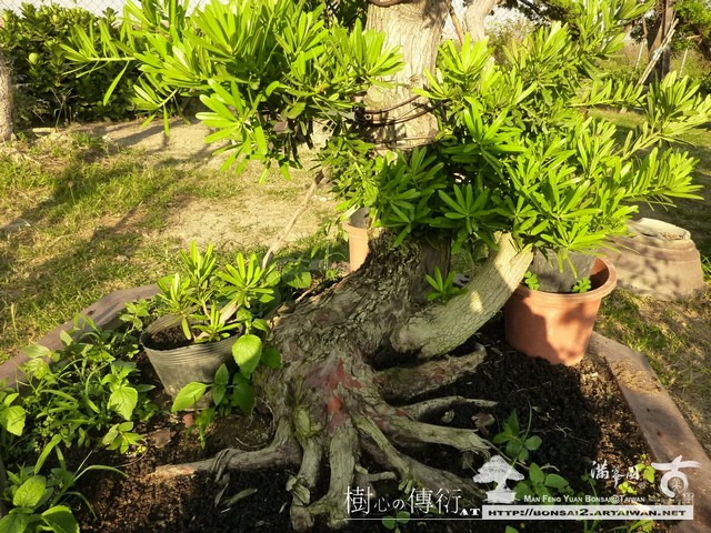 滿峯園古美樹大型盆栽