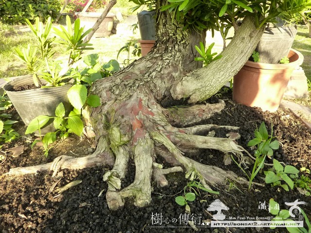 滿峯園古美樹大型盆栽