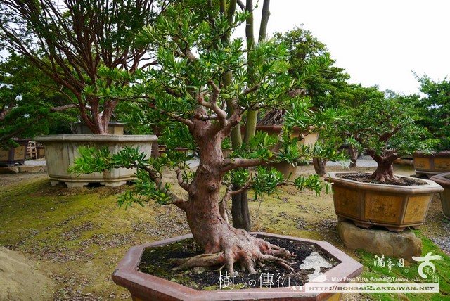 滿峯園古美樹大型盆栽