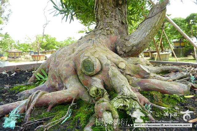 滿峯園古美樹大型盆栽