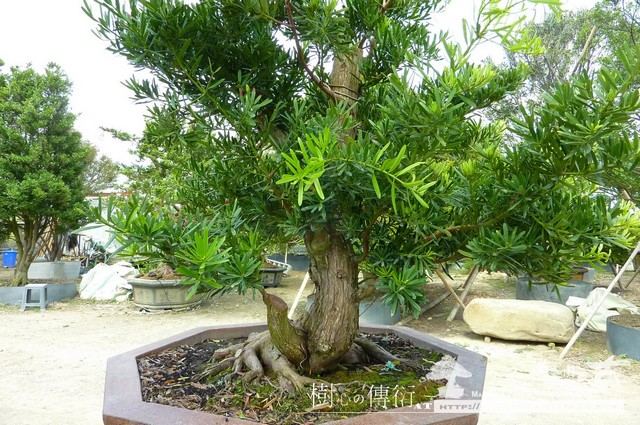 滿峯園古美樹大型盆栽