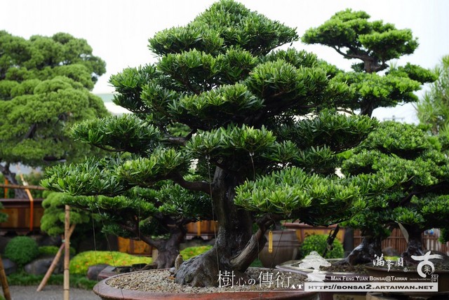 滿峯園古美樹大型盆栽