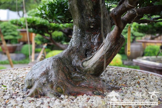 滿峯園古美樹大型盆栽
