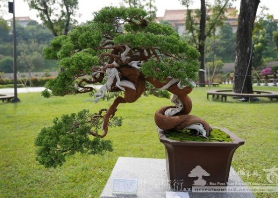 P1310706 [展覽]2017港都壽山展 2017盆栽展