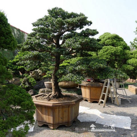 17a18 110 [羅漢松]庭園樹の整理 大型庭園樹專區(Garden Tree)