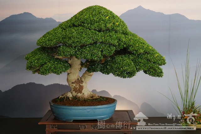 3bec6 p1310952 [展覽]2017全國華風盆栽展(2) 2017盆栽展