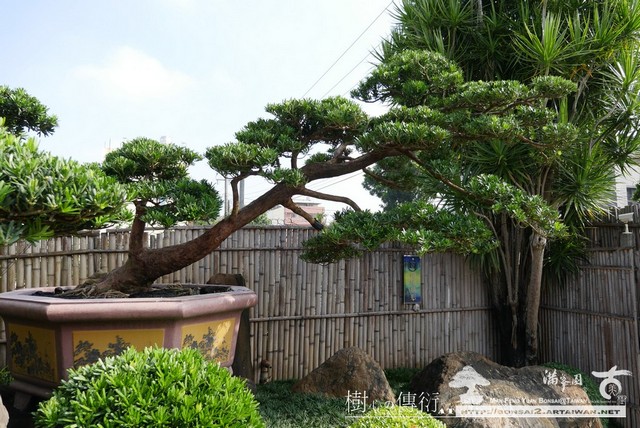 993b8 p1110376 [庭園樹]羅漢松．飄(1) 大型庭園樹專區(Garden Tree)