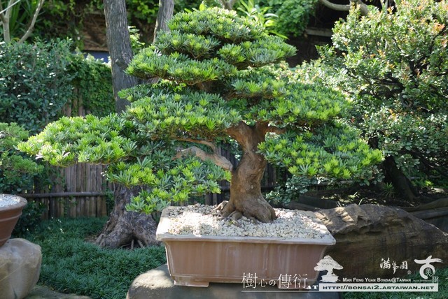 fa102 p1110094 [晶鑽羅漢松]細緻の美感(6) 羅漢松(Podocarpus costalis)