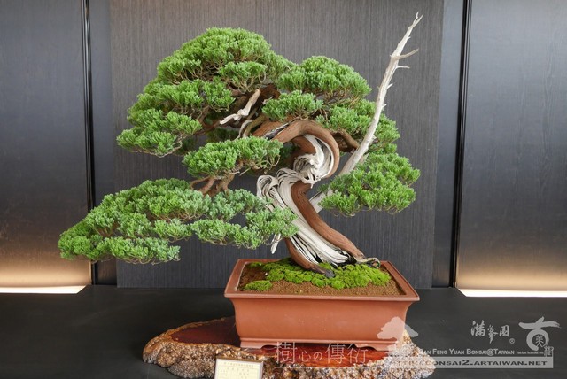 faeae p1310947 [展覽]2017全國華風盆栽展(1) 2017盆栽展