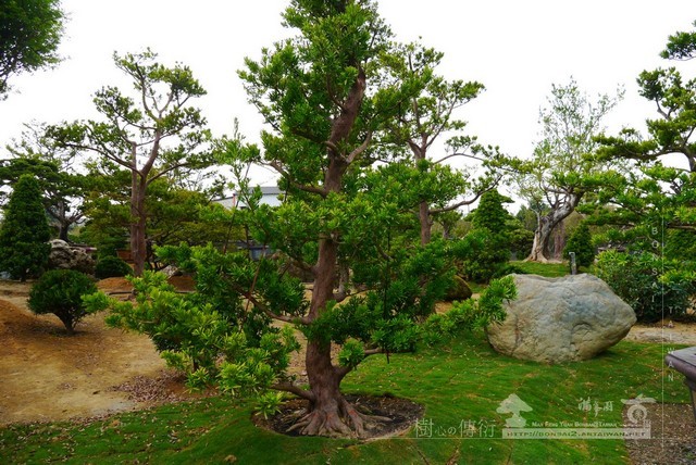 NO1 [晶鑽羅漢松]等待，是為了下一次的蛻變(15)。超大型盆栽，全記錄。 蛻變專題(The plan)