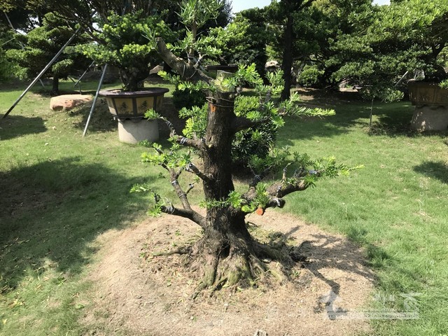 NO10 [晶鑽羅漢松]等待，是為了下一次的蛻變(15)。超大型盆栽，全記錄。 蛻變專題(The plan)
