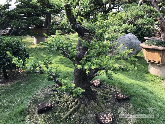 NO12 [晶鑽羅漢松]等待，是為了下一次的蛻變(15)。超大型盆栽，全記錄。 蛻變專題(The plan)