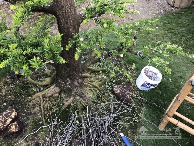 NO13 [晶鑽羅漢松]等待，是為了下一次的蛻變(15)。超大型盆栽，全記錄。 蛻變專題(The plan)