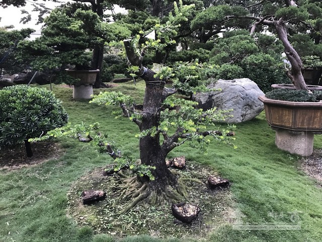 NO14 [晶鑽羅漢松]等待，是為了下一次的蛻變(15)。超大型盆栽，全記錄。 蛻變專題(The plan)