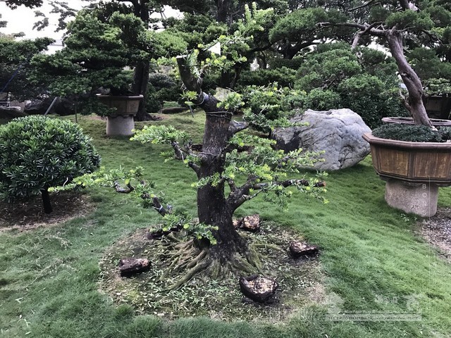 NO16 [晶鑽羅漢松]等待，是為了下一次的蛻變(15)。超大型盆栽，全記錄。 蛻變專題(The plan)