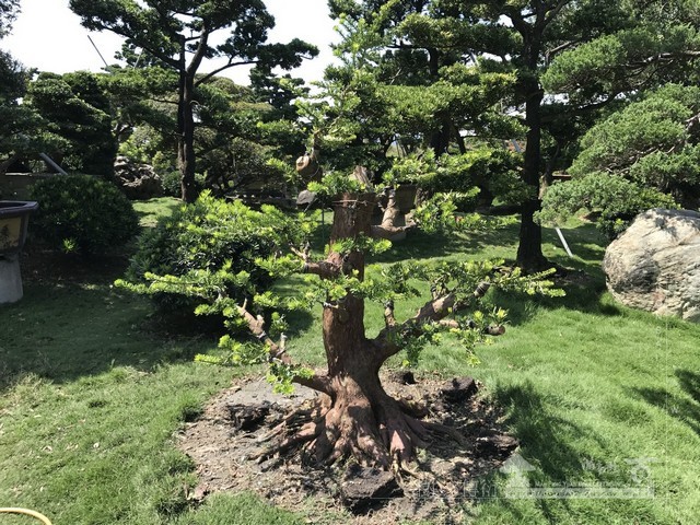 NO18 [晶鑽羅漢松]等待，是為了下一次的蛻變(15)。超大型盆栽，全記錄。 蛻變專題(The plan)