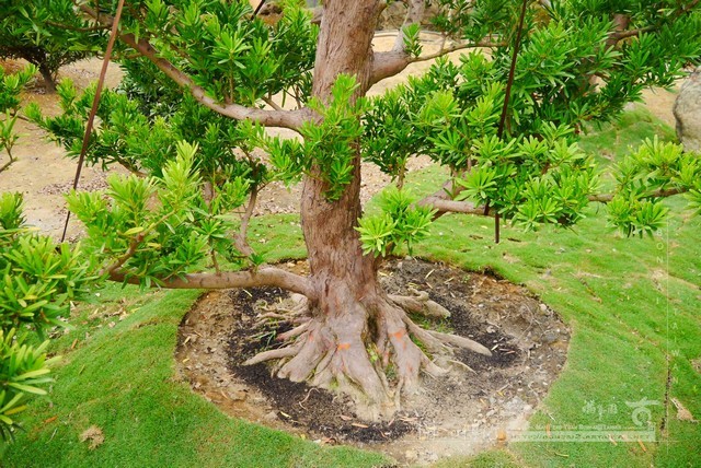 NO3 [晶鑽羅漢松]等待，是為了下一次的蛻變(15)。超大型盆栽，全記錄。 蛻變專題(The plan)