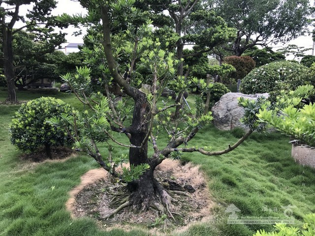 NO4 [晶鑽羅漢松]等待，是為了下一次的蛻變(15)。超大型盆栽，全記錄。 蛻變專題(The plan)