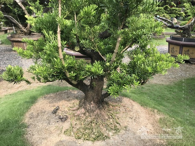 NO6 [晶鑽羅漢松]等待，是為了下一次的蛻變(15)。超大型盆栽，全記錄。 蛻變專題(The plan)