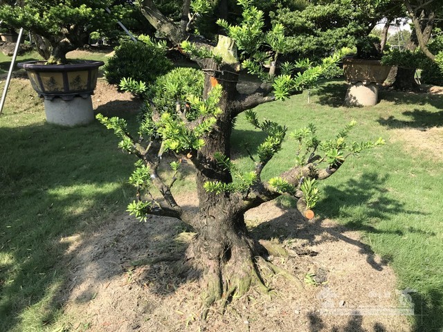 NO7 [晶鑽羅漢松]等待，是為了下一次的蛻變(15)。超大型盆栽，全記錄。 蛻變專題(The plan)