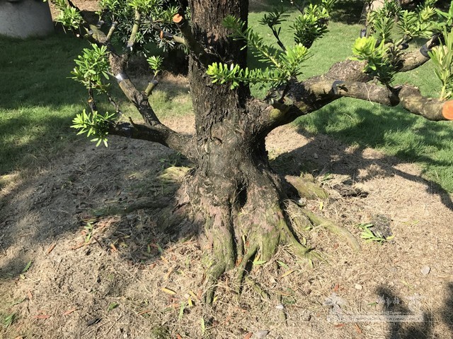 NO8 [晶鑽羅漢松]等待，是為了下一次的蛻變(15)。超大型盆栽，全記錄。 蛻變專題(The plan)