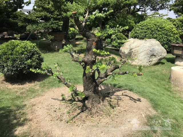 NO9 [晶鑽羅漢松]等待，是為了下一次的蛻變(15)。超大型盆栽，全記錄。 蛻變專題(The plan)