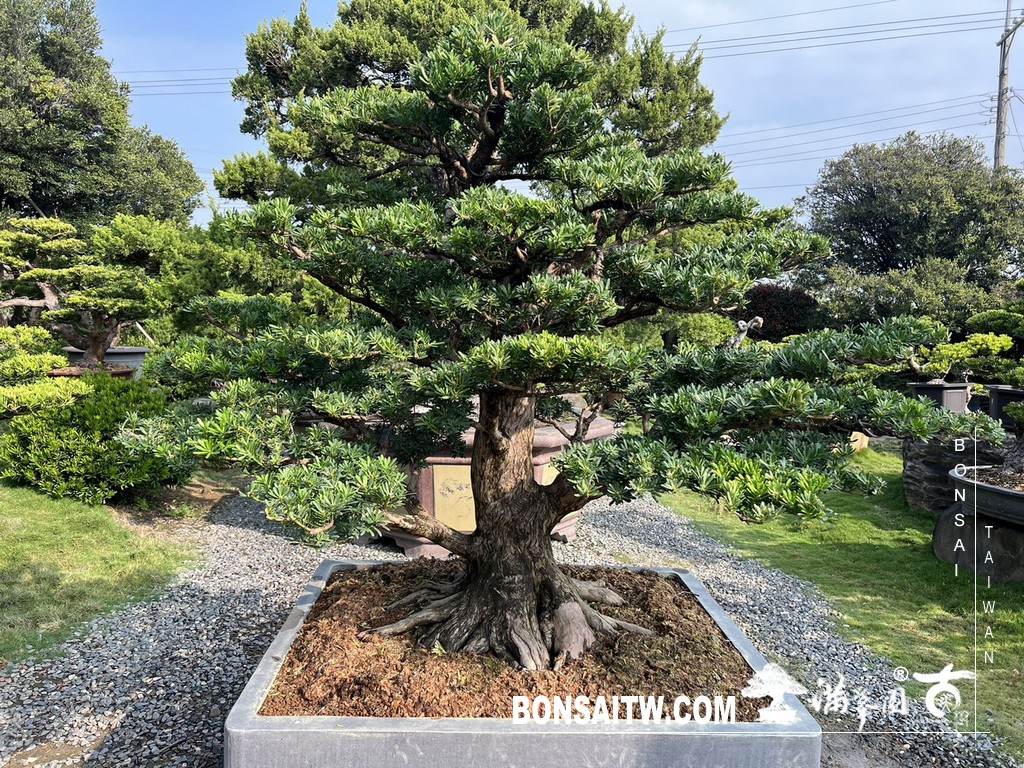 S 48889884 [晶鑽羅漢松]等待，是為了下一次的蛻變(15)。超大型盆栽，全記錄。 蛻變專題(The plan)