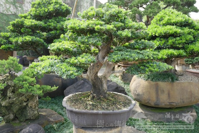 edba2 p1370094 [晶鑽羅漢松]細緻の美感(7) 晶鑽羅漢松(Diamond Podocarpus costalis)