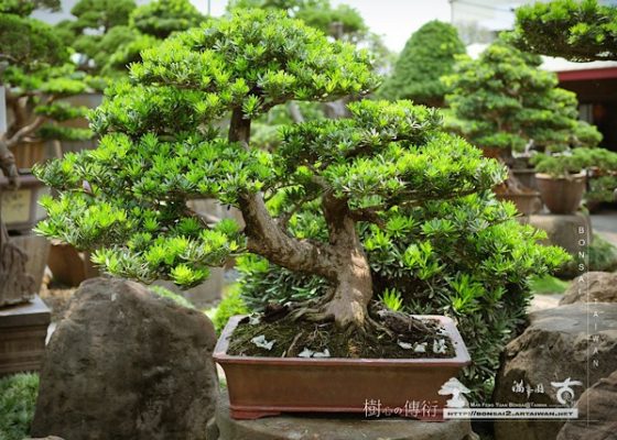 img 8370 [晶鑽羅漢松]努力、希望和等待。 盆景