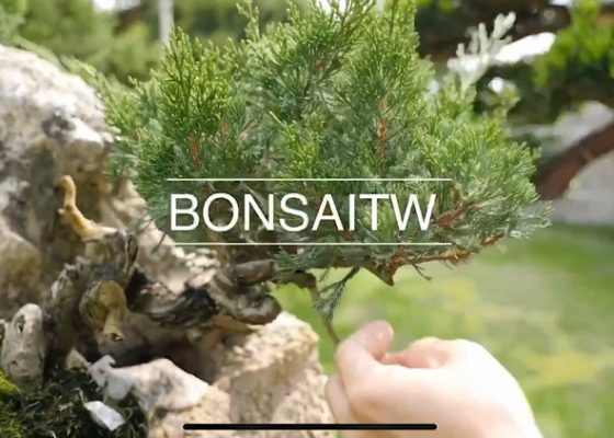 img 8460 [附石]你的改變，你的世界才會改變。 附石盆景(rock with tree)