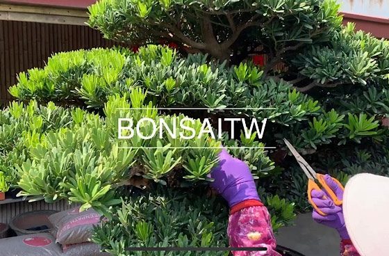 img 8514 [羅漢松]累積小事，自然成事。 頂級盆栽